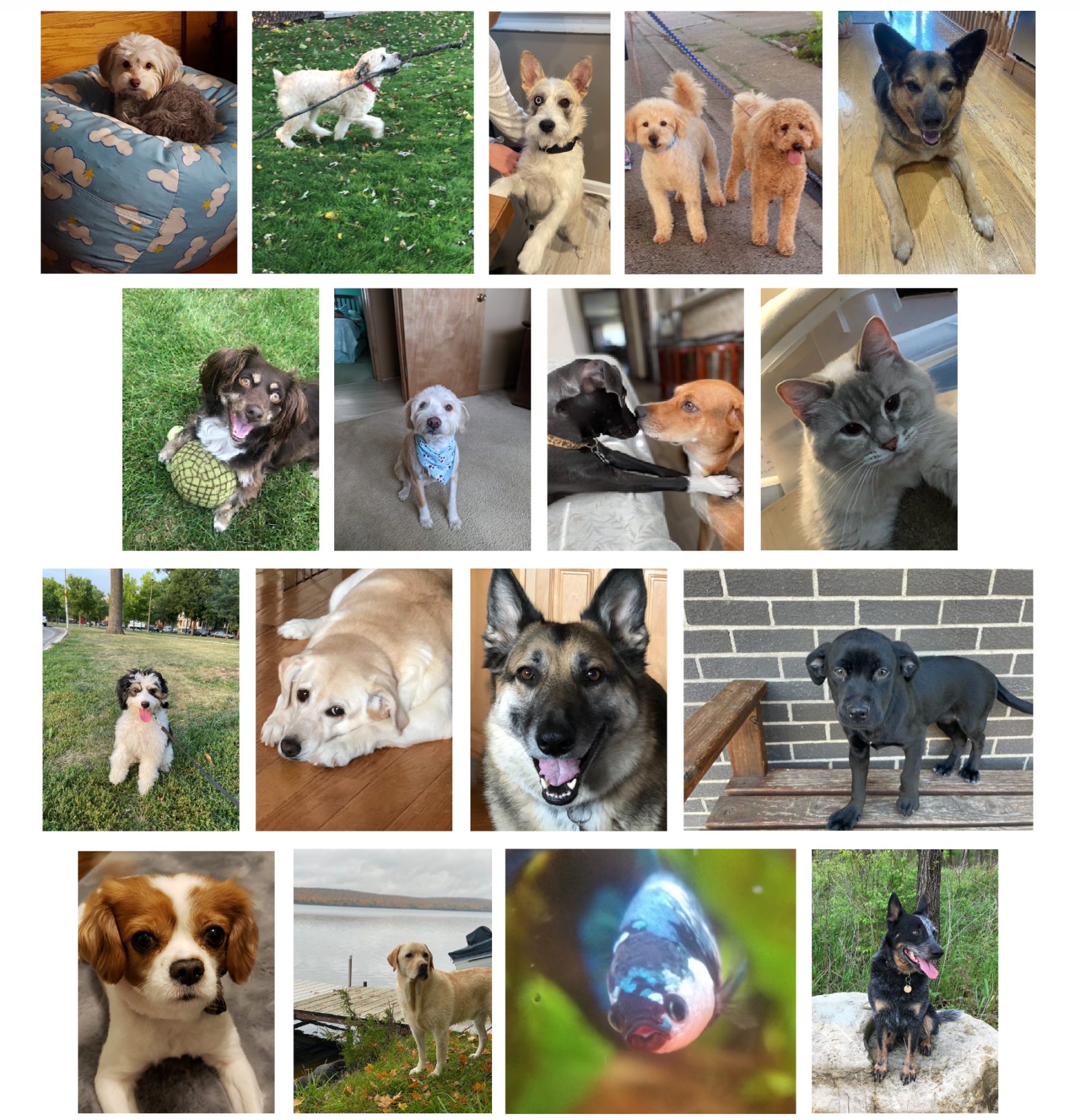 Pet Calendar Photos