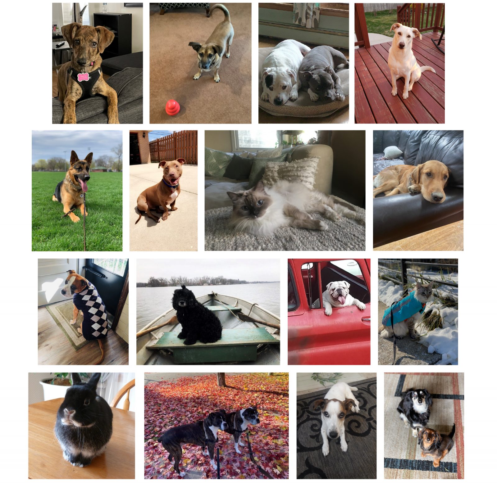 Pet Calendar Photos