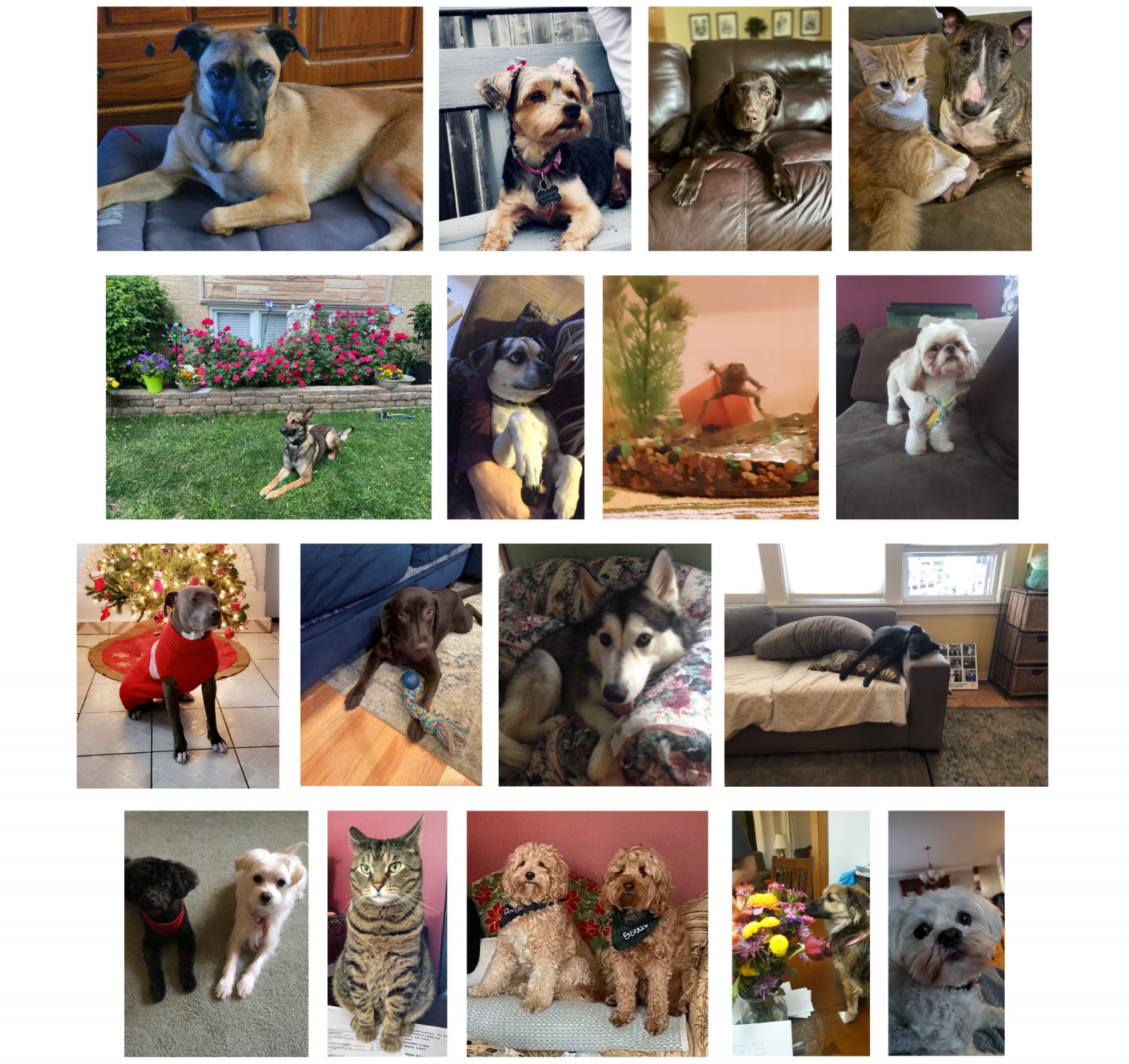 Pet Calendar Photos