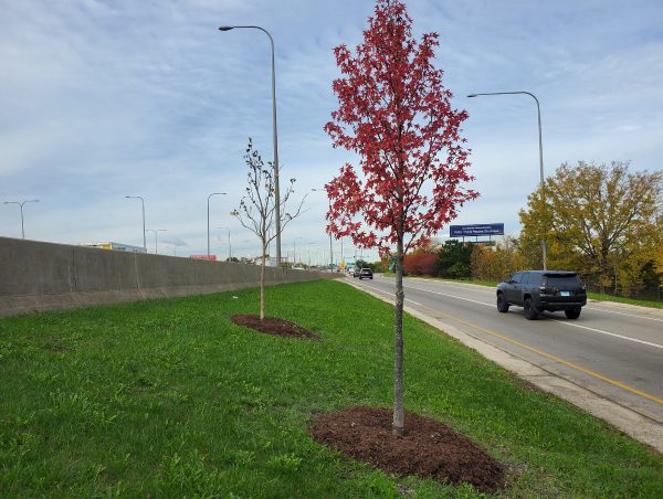 Liberty Bank Shred Day tree planting